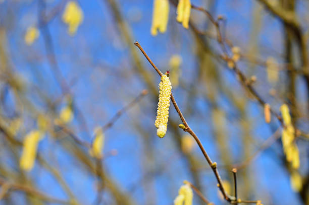 pequeña amarillo ramita hazel primavera en un refrescante por la mañana - pollen forecast fotografías e imágenes de stock