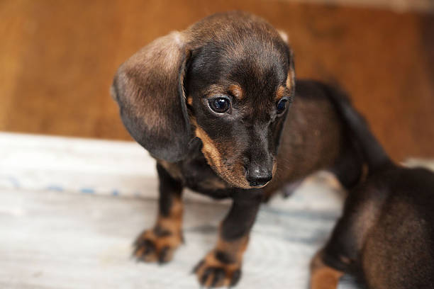istock Dachshund cute puppy. 510701568