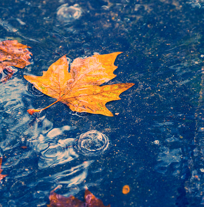 autumn background. maple leaf in the water