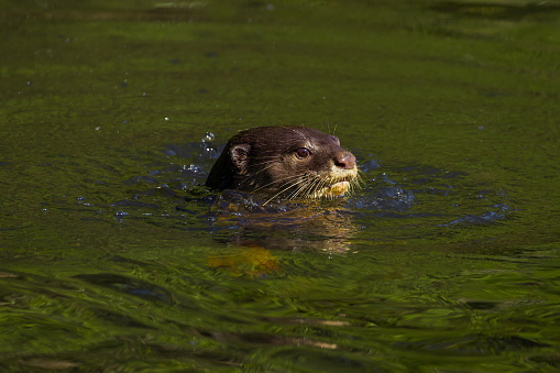 Close up of Smooth-coated otter(Lutrogale perspicillata) swimming in the water in real nature at Khao Yai national park ,Thailand