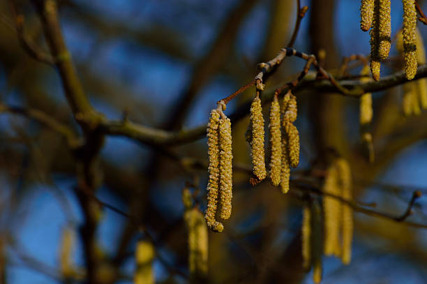 pequeña amarillo ramita hazel primavera en un refrescante por la mañana - pollen forecast fotografías e imágenes de stock