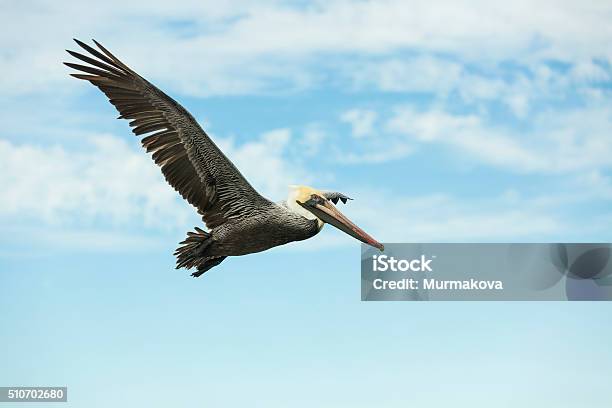 Brown Pelican Flying Against The Blue Sky Stock Photo - Download Image Now - Animal, Animal Wildlife, Animal Wing