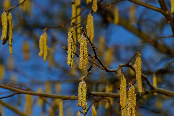 petit jaune brindille hazel printemps sur un matin glacé - pollen forecast photos et images de collection