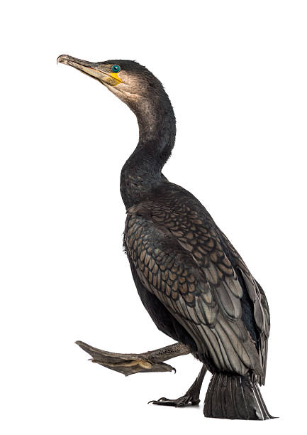 素晴らしいコルモラントウォーキングとしても知られる、素晴らしいブラックコルモラント - great black cormorant ストックフォトと画像