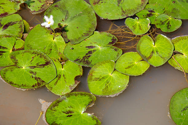 istock Tropical plant leaves showing beautiful colors and patterns. 510703488