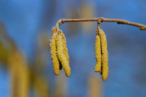 petit jaune brindille hazel printemps sur un matin glacé - pollen forecast photos et images de collection