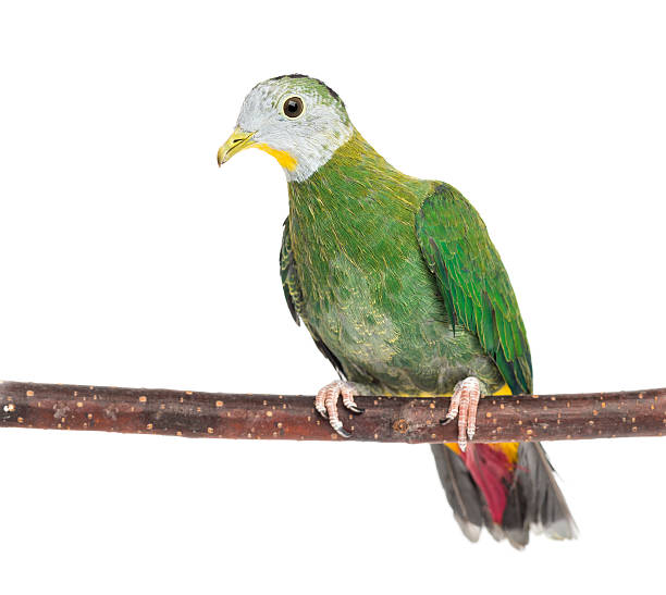 istock Black-naped Fruit Dove perched on branch, Ptilinopus melanospilus 510703834