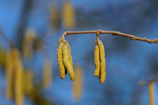 pequeña amarillo ramita hazel primavera en un refrescante por la mañana - pollen forecast fotografías e imágenes de stock