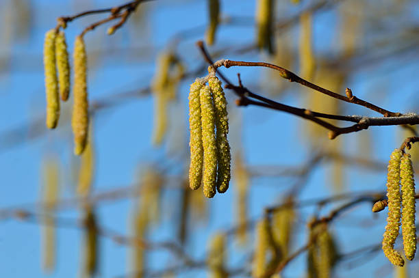 pequeña amarillo ramita hazel primavera en un refrescante por la mañana - pollen forecast fotografías e imágenes de stock