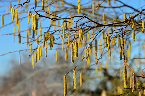petit jaune brindille hazel printemps sur un matin glacé - pollen forecast photos et images de collection
