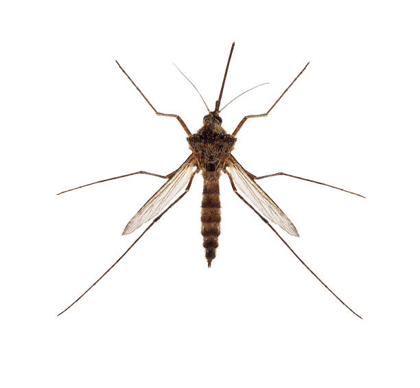istock brown small isolated mosquito 510705224
