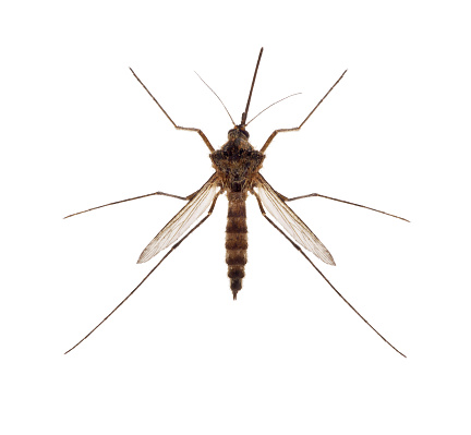 small mosquito isolated on white background