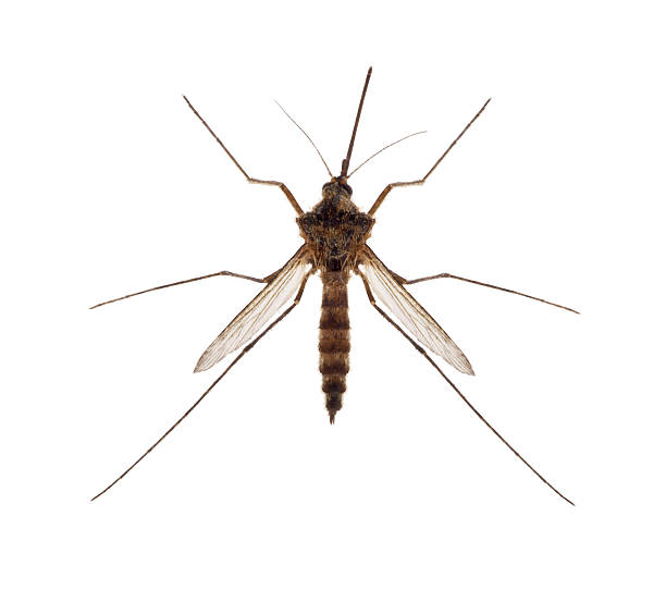 brown small isolated mosquito small mosquito isolated on white background mosquito photos stock pictures, royalty-free photos & images