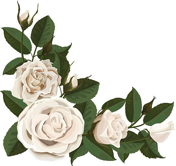 인명별 로즈 꽃눈, 녹색 나뭇잎 있는 코너 - valentine card rose plant blossom stock illustrations
