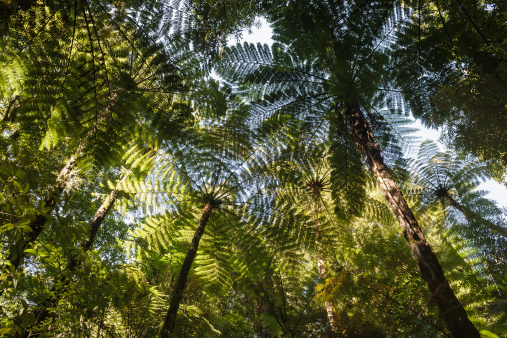 fern trees growing in rainforest