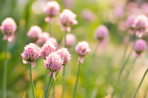 istock Spring flower chives on sunny day 510720209