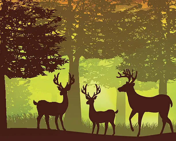 Vector illustration of Beautiful Forest