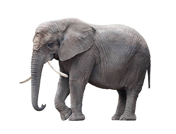 istock African elephant isolated on white with clipping path 510720415