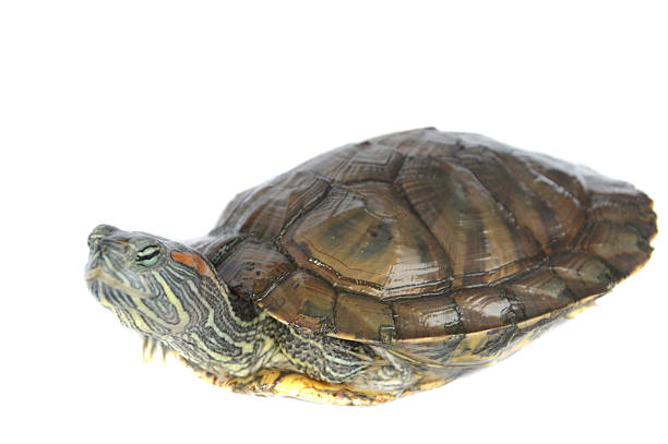 istock brazilian turtle 510721239