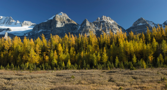 Larches in full fall colour high in the Rocky Mountains near Morraine Lake, Banff, Canadian Rockies.