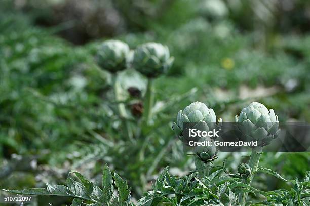 Closeup Of Ripening Artichokes Globes Growing On Rural Farm Stock Photo - Download Image Now