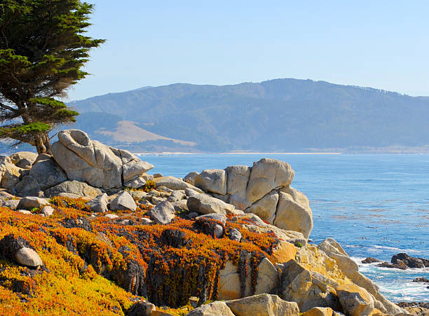 17 millas de distancia de pebble beach, california - big sur cypress tree california beach fotografías e imágenes de stock