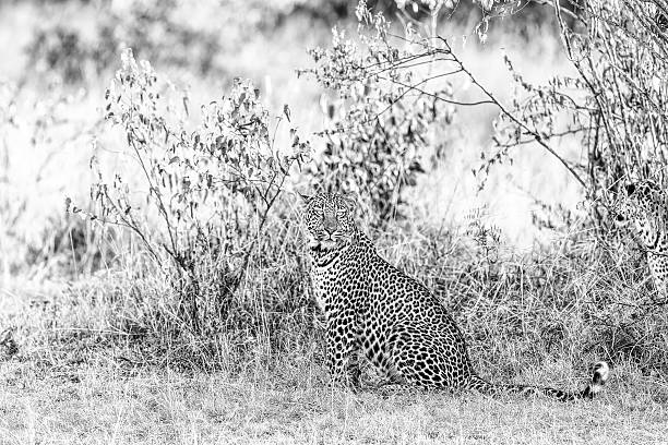 A Leopard in the Savannah