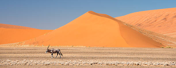 órix andar abaixo enorme dunas de areia na namíbia - landscape panoramic kalahari desert namibia imagens e fotografias de stock