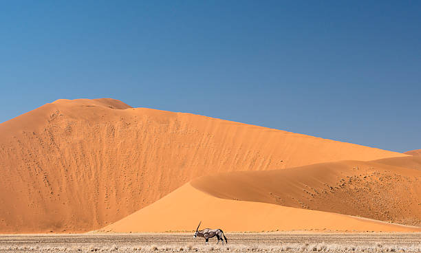 istock Oryx walking below huge sand dunes in Namibia 510724677