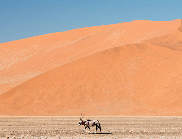 istock Oryx walking below huge sand dunes in Namibia 510724679