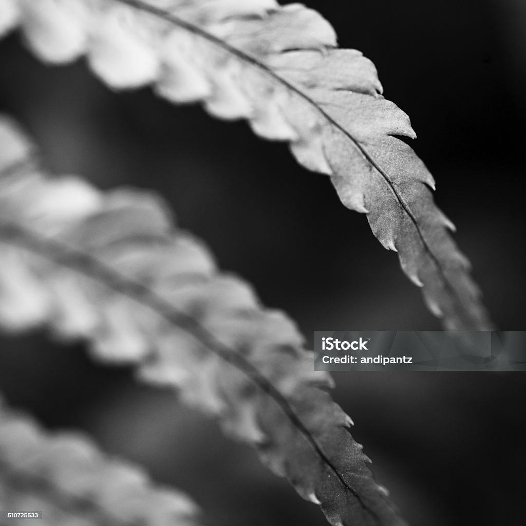 Fern leaves Black and white closeup of fern leaves. Beauty In Nature Stock Photo