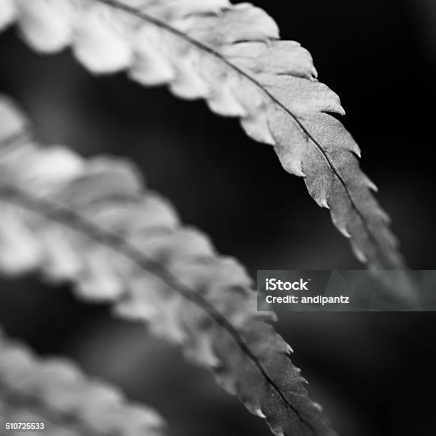 Fern Leaves Stock Photo - Download Image Now - Beauty In Nature, Black And White, Close-up