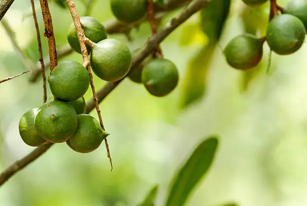 Group of macadamia nuts hanging on its tree in the plantation
