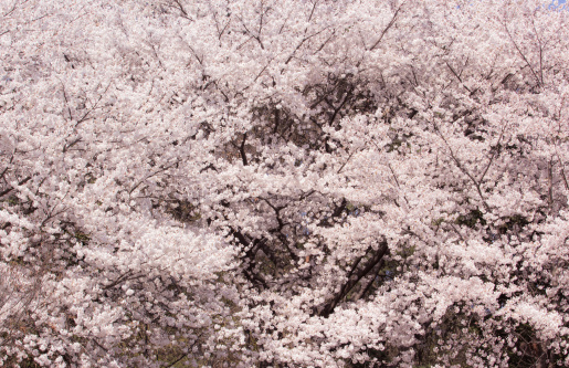 Cherry blossoms in South Korea