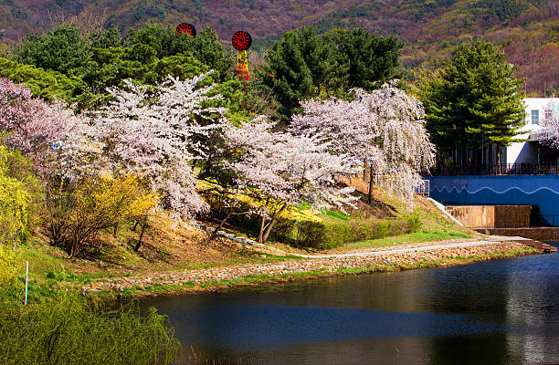 Cherry blossoms in South Korea