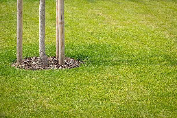istock Perfect Green Lawn 510739147