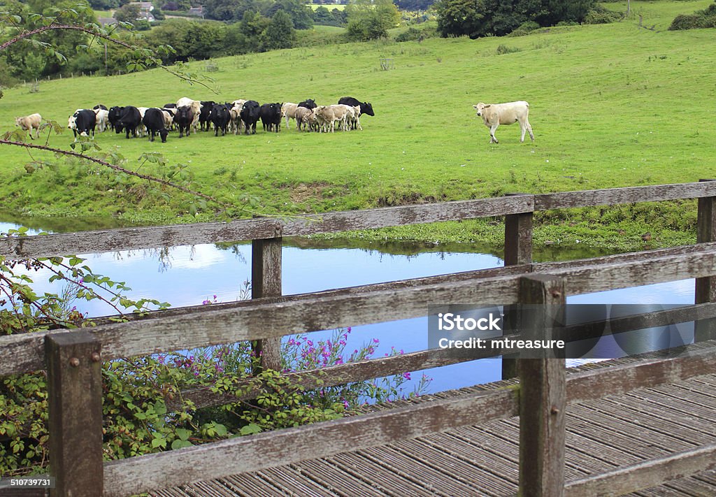Black and white cows, dairy farm, green field, countryside river Photo showing a small herd of black and white cows on a dairy farm, pictured eating / grazing in a particularly lush, green field with a blue sky, edged by country hedgerows and a pretty river reflecting the blue sky and clouds - an idyllic summer scene in the countryside. A number of large trees are growing along the edge of the field, while a wooden bridge is pictured in the foreground. Agricultural Field Stock Photo Black and white cows, dairy farm, green field, countryside river Photo showing a small herd of black and white cows on a dairy farm, pictured eating / grazing in a particularly lush, green field with a blue sky, edged by country hedgerows and a pretty river reflecting the blue sky and clouds - an idyllic summer scene in the countryside. A number of large trees are growing along the edge of the field, while a wooden bridge is pictured in the foreground. Agricultural Field Stock Photo