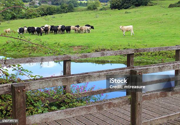 Black And White Cows Dairy Farm Green Field Countryside River Stock Photo - Download Image Now
