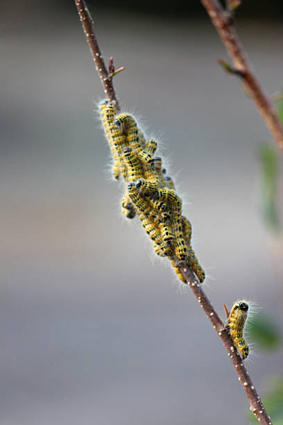 Photo showing the hairy, yellow and black caterpillars of a buff-tip moth, pictured in the garden on the branch of a silver birch tree, with a blurred background - Latin name: Phalera bucephala.