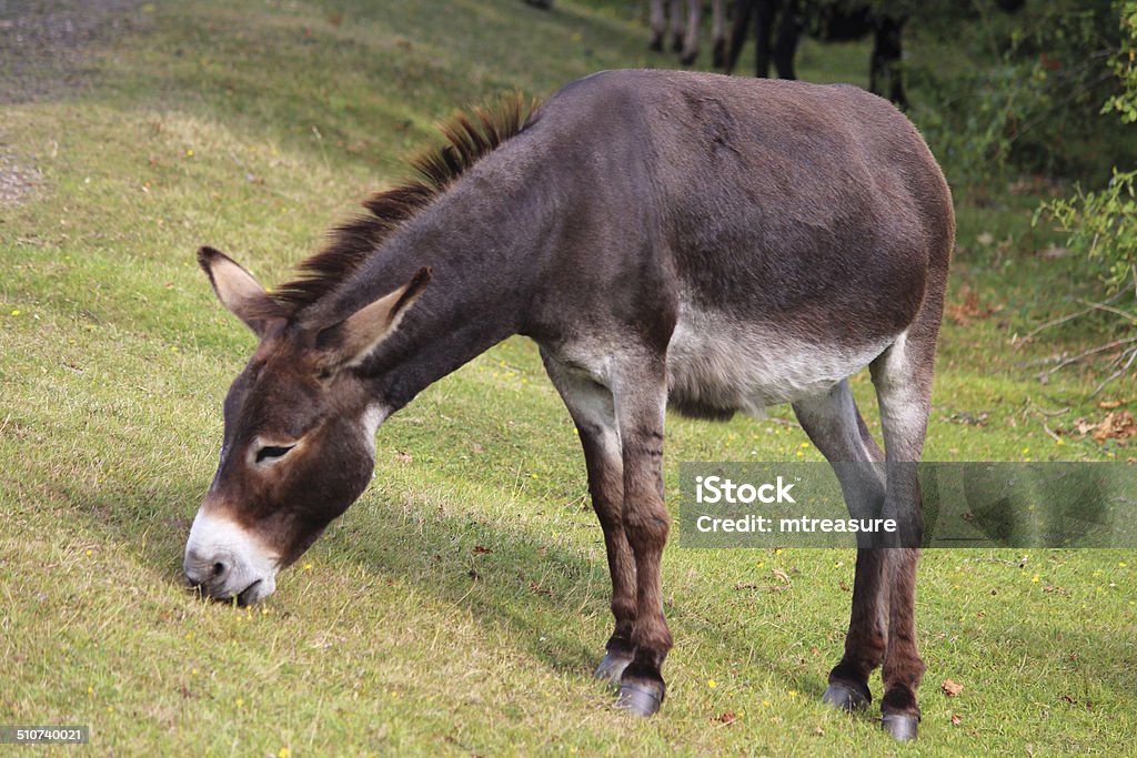 Wild Donkey In Countryside Field Feeding Grazing Animals Roamingfree  Newforest Stock Photo - Download Image Now - iStock