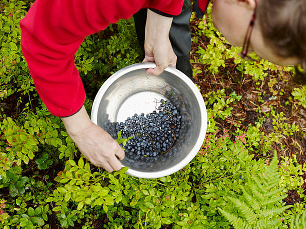 istock Woman pick up blueberries 510740207