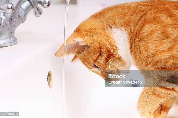 Animals At Home Red Cat Drinking Water In Bathroom Stock Photo - Download Image Now - Animal, Animal Hair, Clean