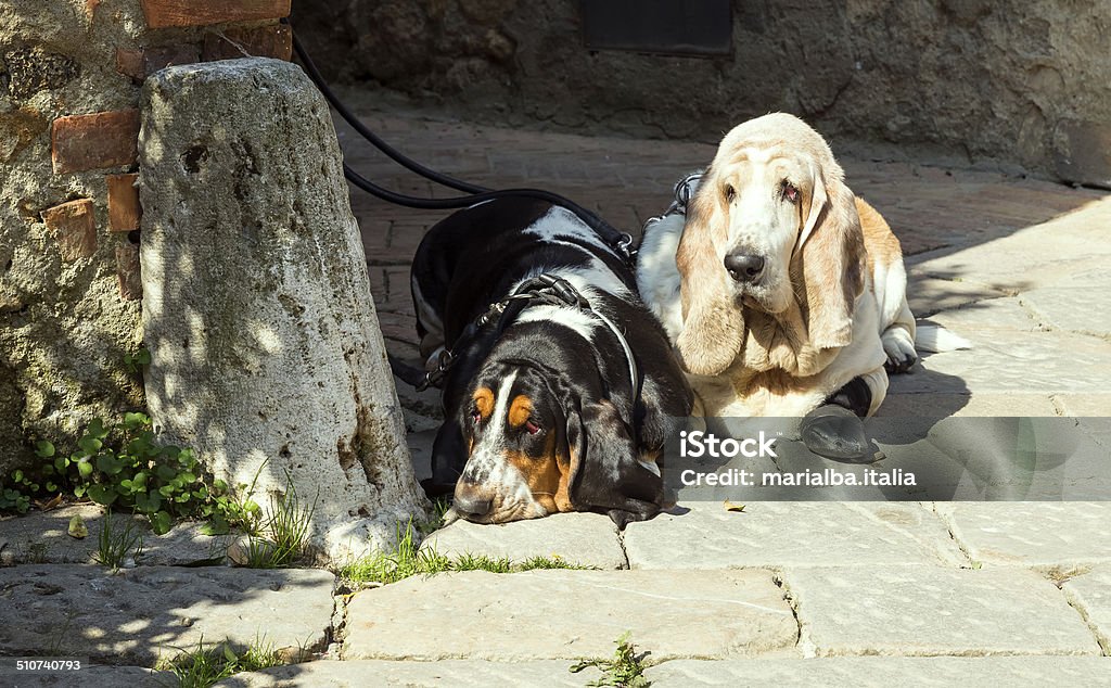 Basset hounds Two basset hounds laying down in the street. Basset Hound Stock Photo