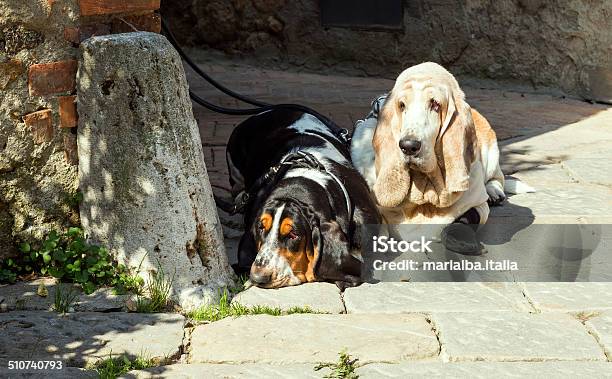 Basset Hounds Stock Photo - Download Image Now - Basset Hound, Black Color, Blond Hair