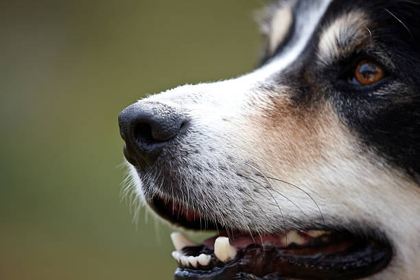 istock Border collie snout closeup 510741025