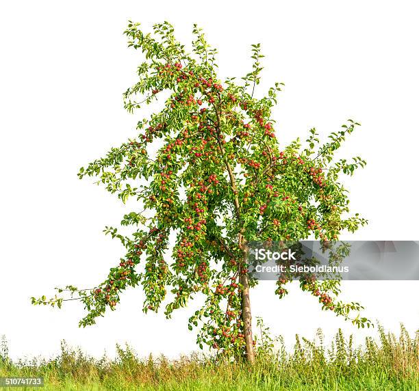 Apple Tree With Red Apples Isolated On White Stock Photo - Download Image Now