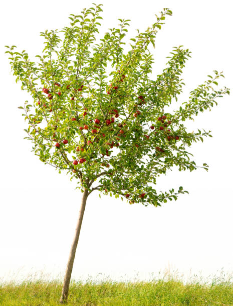 istock Small Apple tree with apples isolated on white (Malus domestica). 510741781
