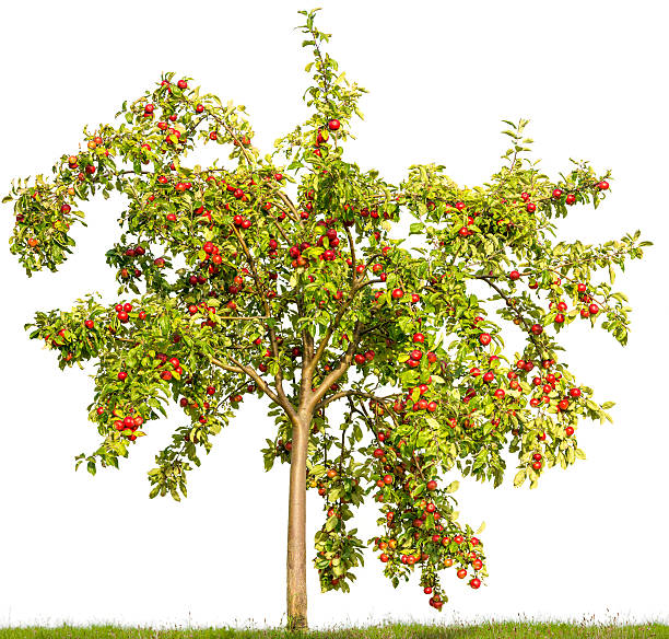 Apple tree in summer isolated on white (Malus domestica) +apples. stock photo