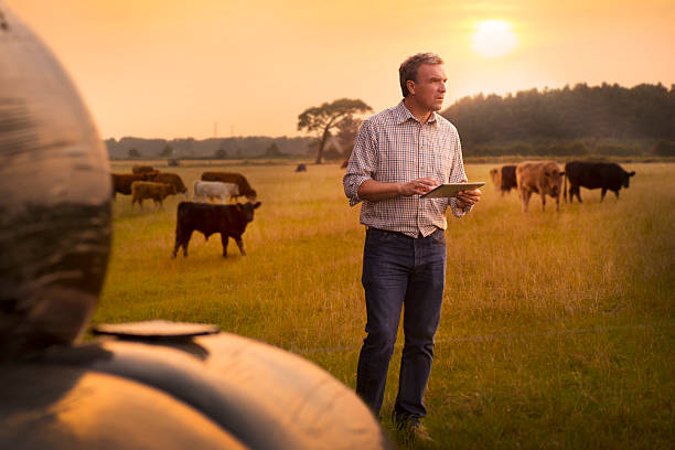 farmer verificar su ganado - silage field hay cultivated land fotografías e imágenes de stock