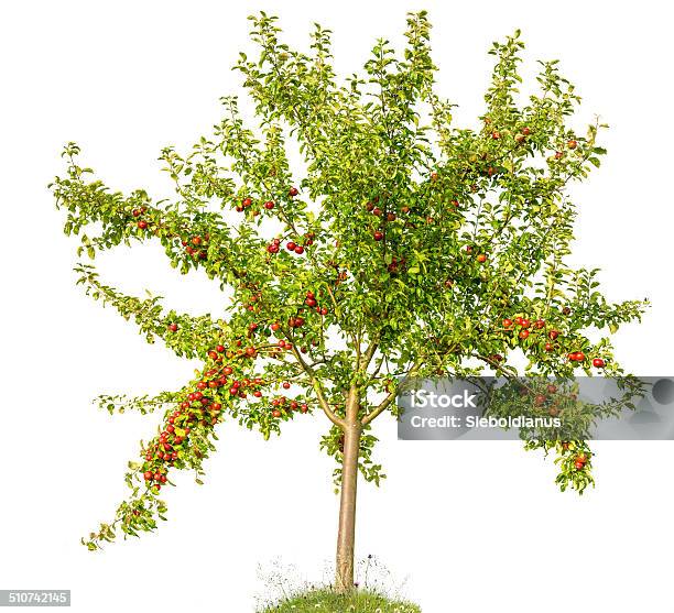 Apple Tree In Summer Isolated On White Apples Stock Photo - Download Image Now